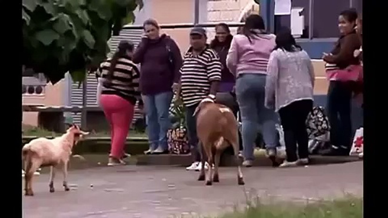 Funny Video - Crazy Sheep Attacking and Scaring People in the City?syndication=228326