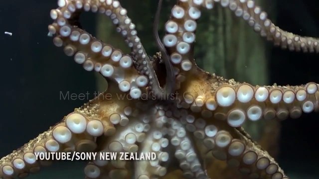 What did humans and octopuses have in common? Surprising scientific discovery about origins of mank