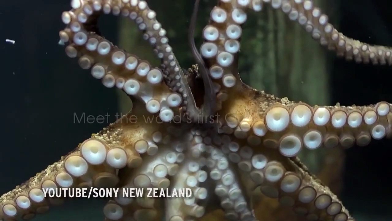 What did humans and octopuses have in common? Surprising scientific discovery about origins of mank