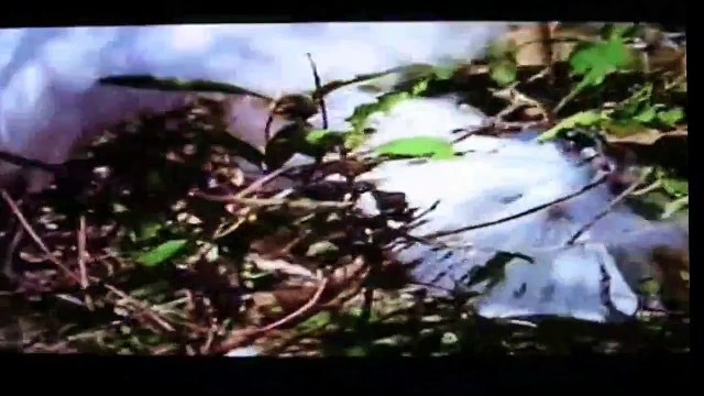 PIRANHA FEEDING FRENZY Discovery Animals Nature