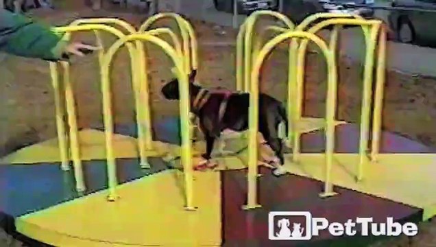 Bull Terrier Balancing Act - HDEntertainment