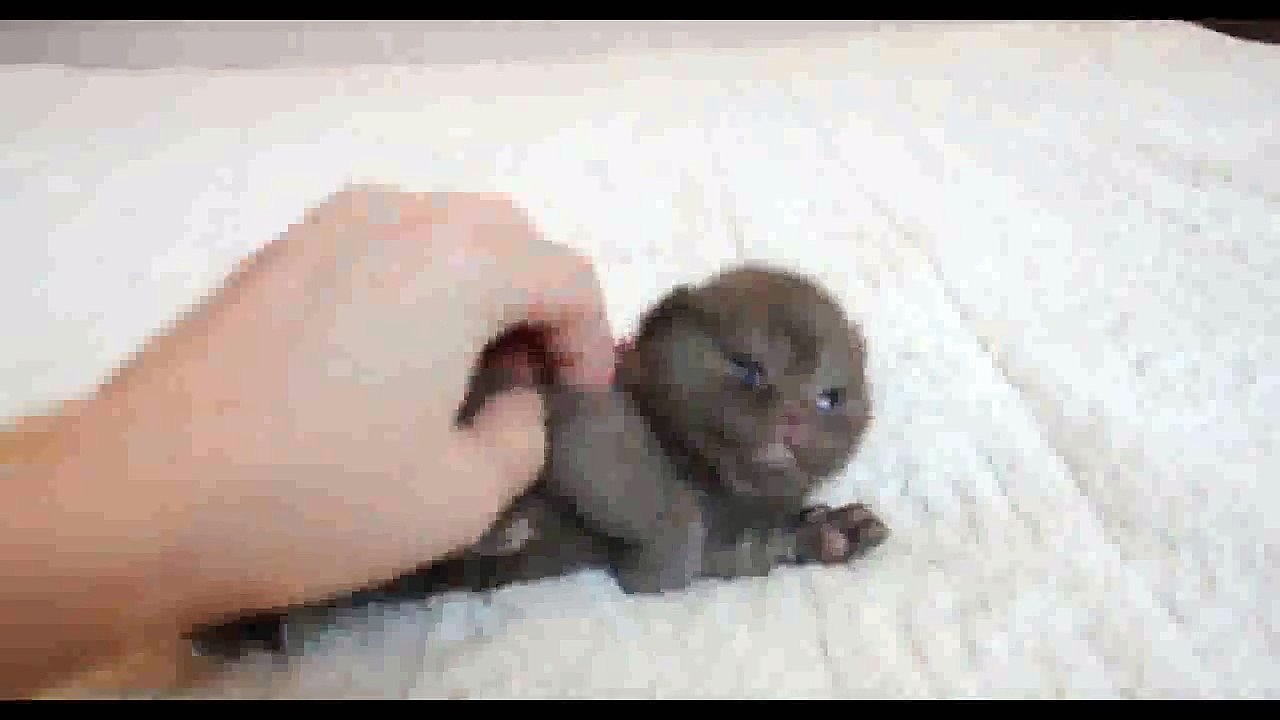 Le chaton le plus mignon du moment...