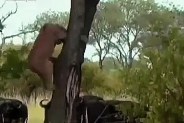 Shikar khud Shikar ho gya...