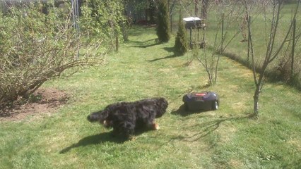 automower 330x rencontre avec les chiennes