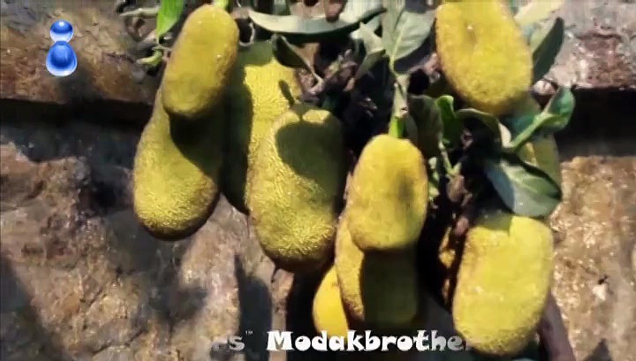 Indian Jack Fruit
