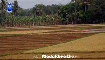 Indian Paddy Field & Cultivation