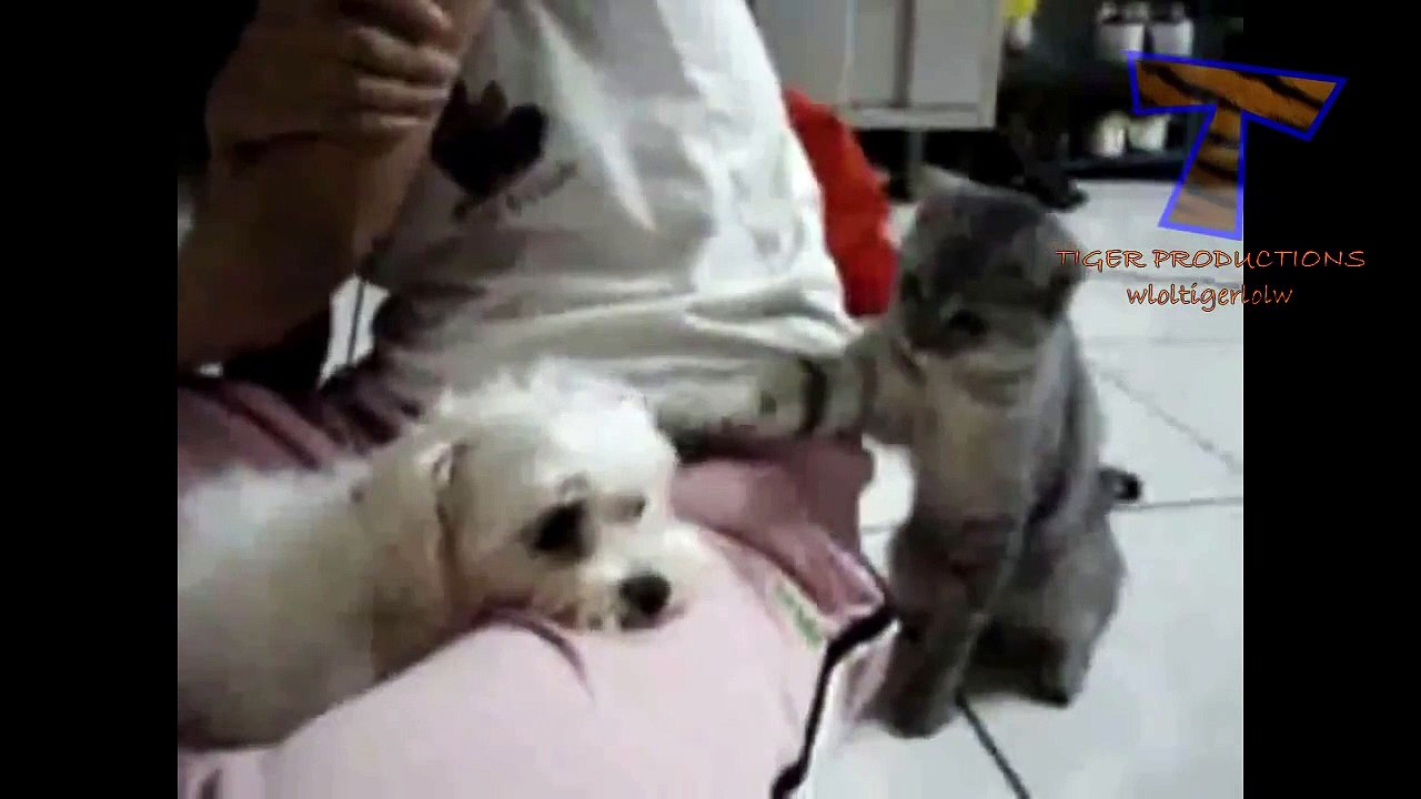 chat jaloux