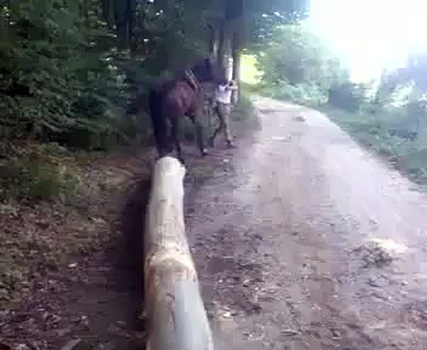 HOrse kick