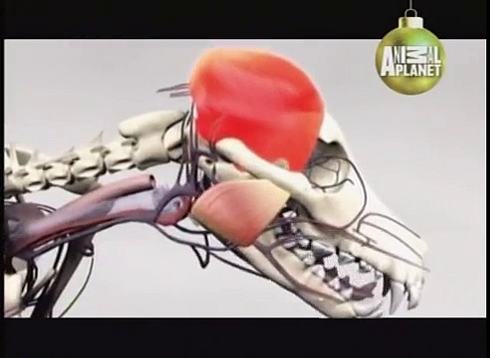 ABC Canino Pitbull Terrier Americano Español