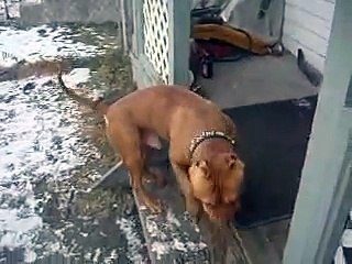 Rednose pitbull (apbt)