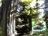Nanning Creek Treesit (short)