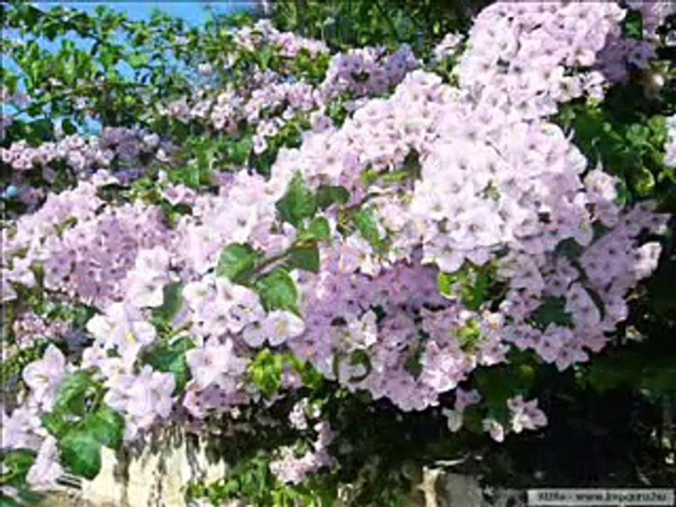 Greek Country Music SIKO HOREPSE SIRTAKI video Dailymotion