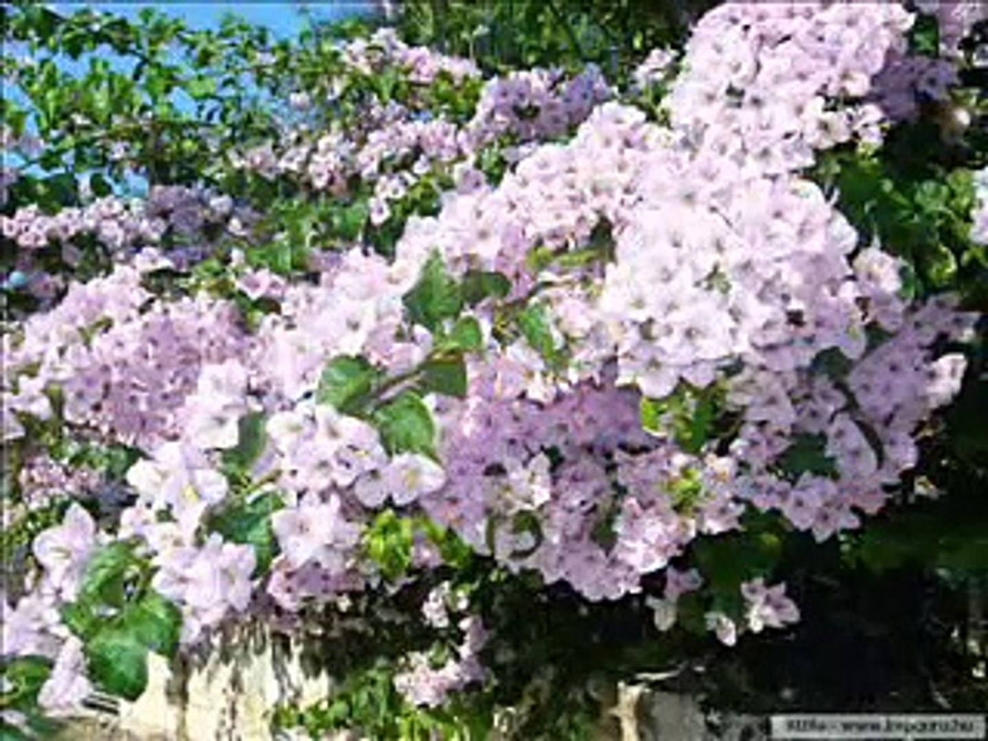 ⁣Greek Country Music - SIKO HOREPSE SIRTAKI