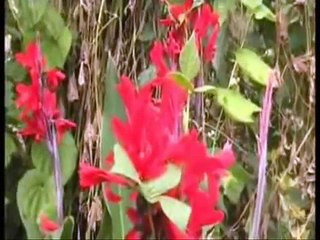 Nepathya - Laam Paate Surati