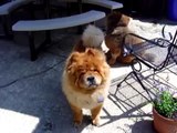 Talking dog! funny Chow Chows Talk