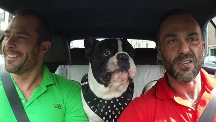 Un bouledogue français très bavard !!