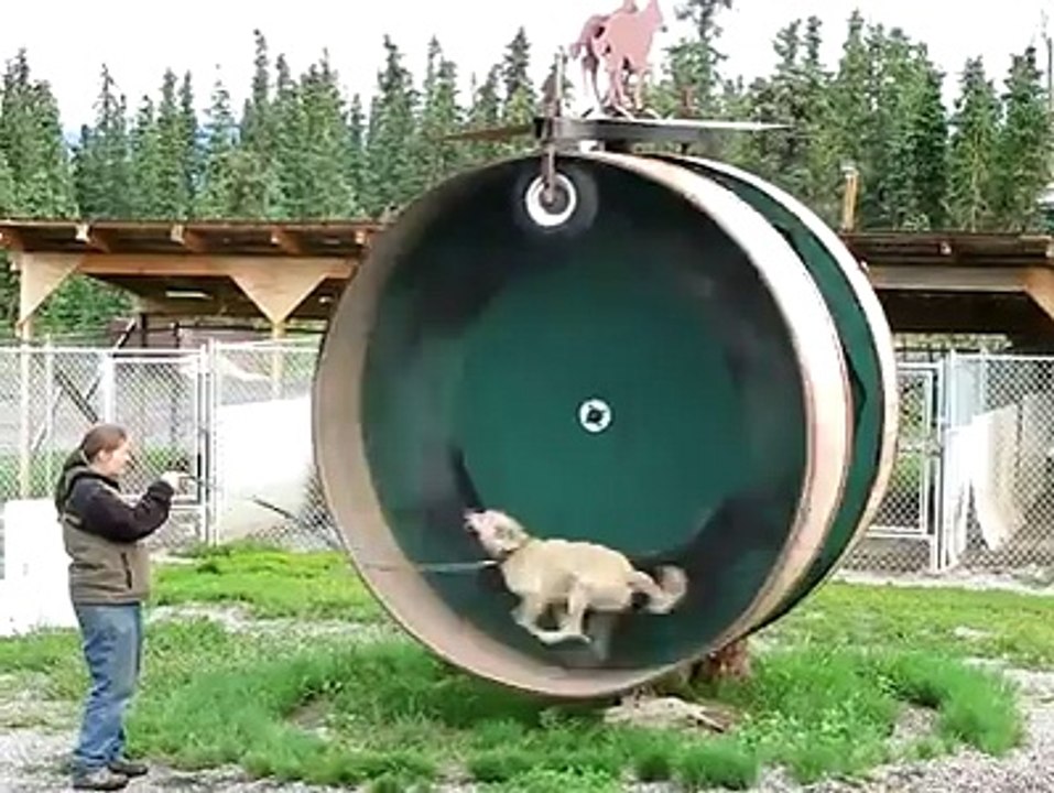 The Amazing Dog Training