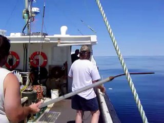Mako shark being darted/commercial fishing