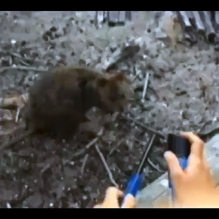 Australian Court Punishes French Tourists Who Filmed Themselves Burning the 'World's Happiest Animal'