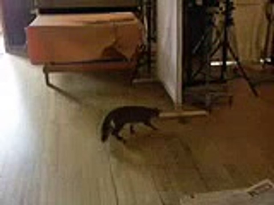 blind cat