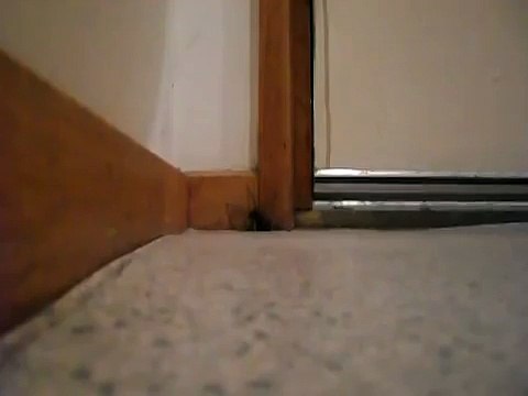 Réfléchissez à deux fois avant d'Ecraser une Araignée