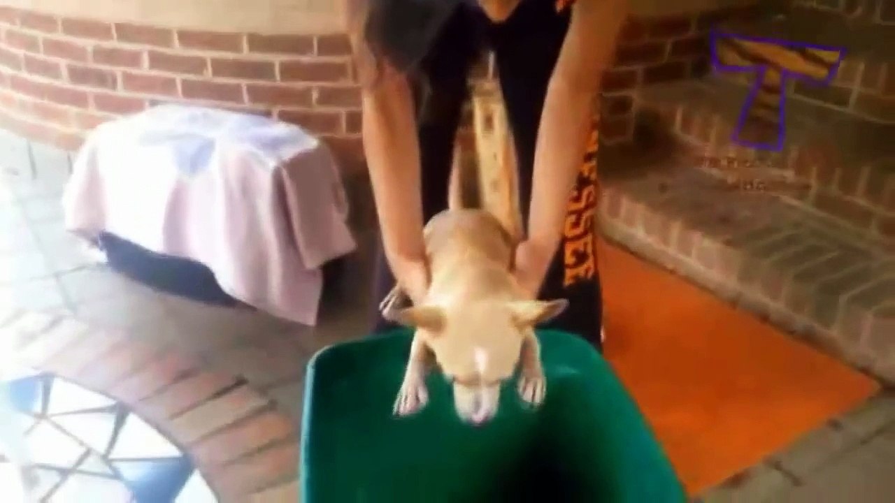 ŚMIESZNE ZWIERZĘTA - Psiaki Do Kąpieli (#2) ᴴᴰ