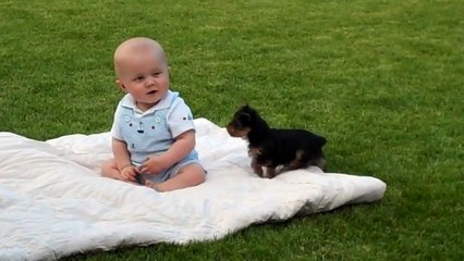 Yorkie Köpek yavrusunun bebekle oyunu-Yorkie puppy attack my baby boy.