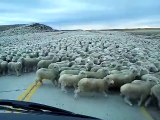 Un énorme troupeau de moutons