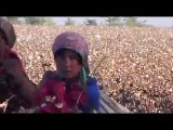 Cotton - Child Labour & Human Rights Abuses