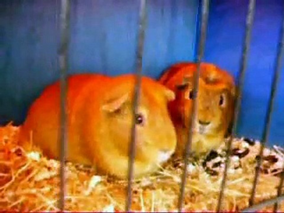 Guinea pig music video