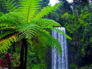 Güzel İlahi Gül Dalı