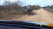 Rhino Charges and Attacks A Car - Latest Sightings