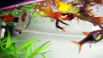 Aquascaping Lab - Cibo per pesci di acquario, tipologie consigli e somministrazione del mangime