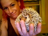 hilary and stanley talk about hedgehogs