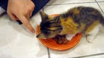 Un chaton trop mignon protège son repas...