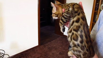 Бенгальская девочка 2 месяца