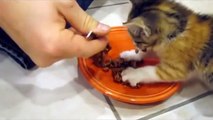 Cute Kitten gets very protective of her Food!!