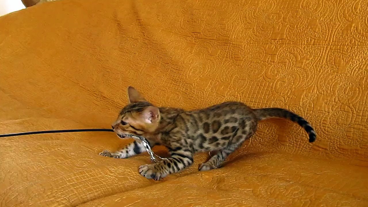 Бенгальский мальчик №2