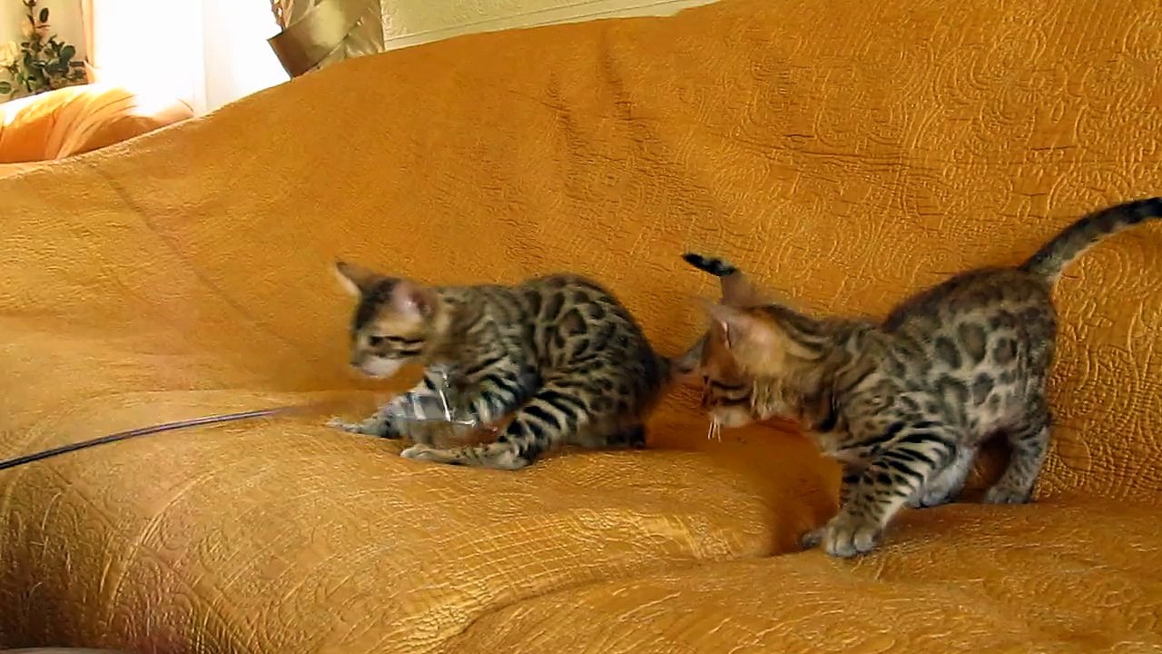 Котики бенгалы  №1 и №2