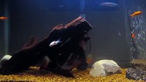 Piranhas feeding on goldfish