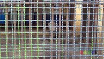 돼지꼬리 원숭이 ( Pig-Tailed Macaque ) -2013 /10 / 16 (3)