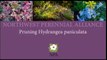Gardening tips: Pruning Hydrangea Paniculata