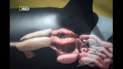 National Geographic   Ataque Animal   Orca (Documentário Completo  Dublado)!!!