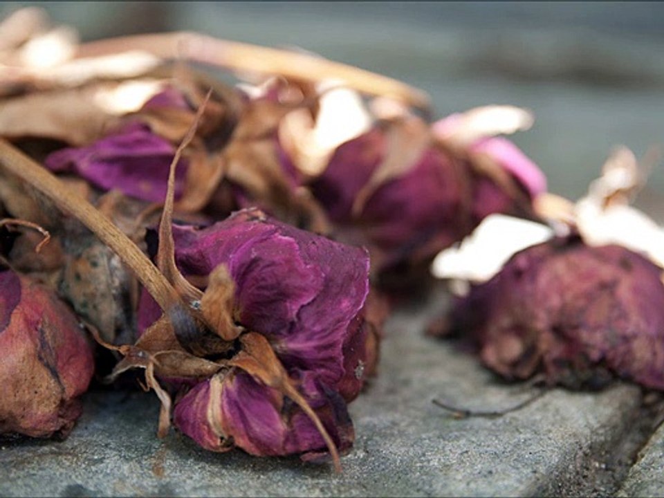 Dead Flowers (Rolling Stones remake) by Mariachis Gringos and The Electric Trunk