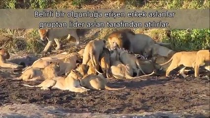 KARAPÜRÇEK İMMERGASS KOMBİ SERVİSİ  = (312) 279 15 16