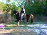 Smooth Classy Easy Gaited Tennessee Walker Trail Horse For Sale.wmv