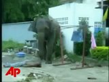 Enraged Elephant Stomps Man to Death
