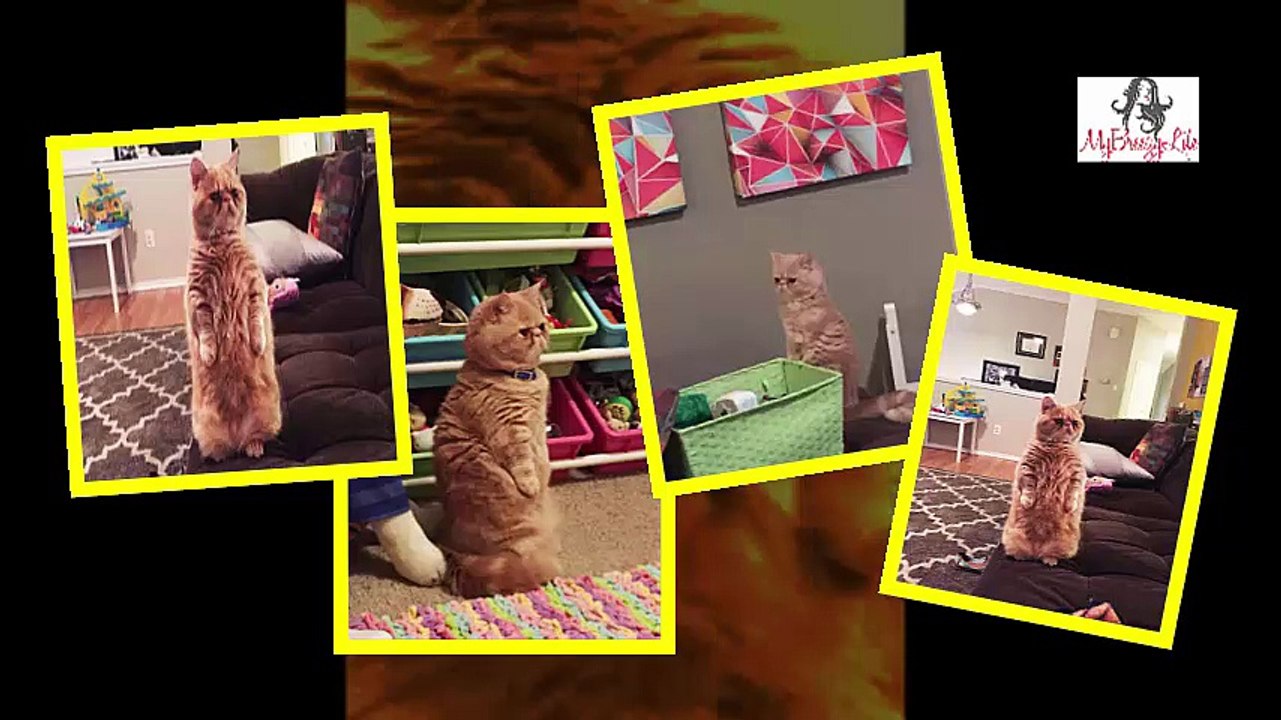 Georges, le chat qui se tient debout tout le temps