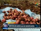 Cambio climático afecta producción agrícola del Altiplano boliviano