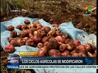 Cambio climático afecta producción agrícola del Altiplano boliviano